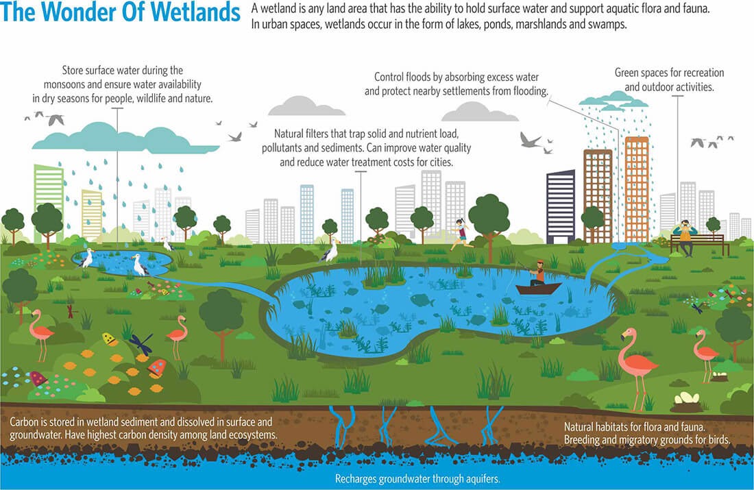 wetland infographic afroz 2020