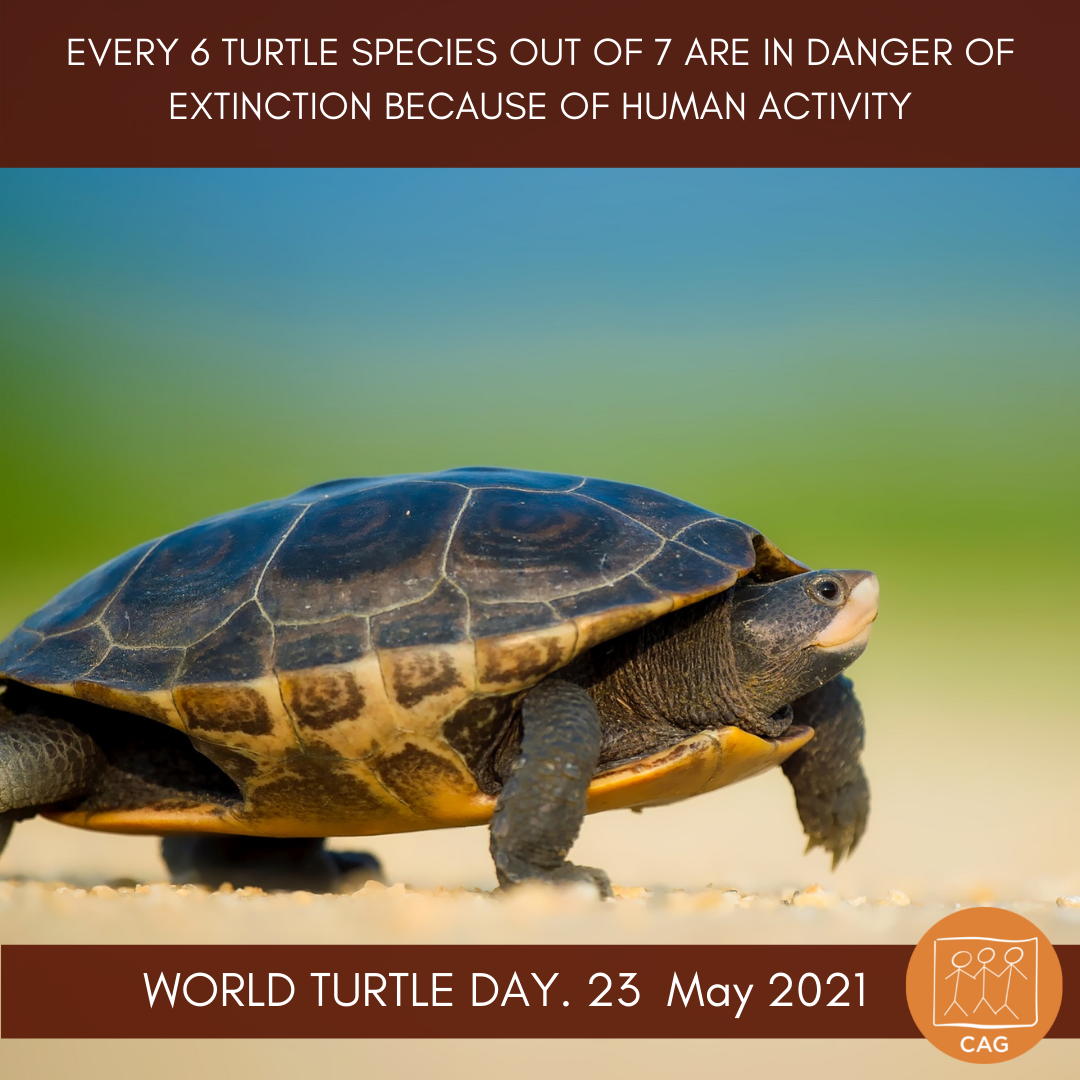 World Turtle Day