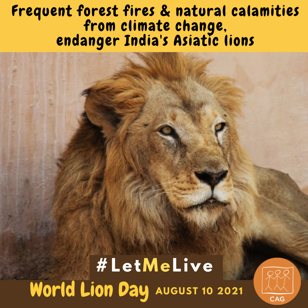 World Lion Day